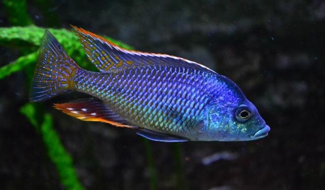 Protomelas similis 'Chiofu'